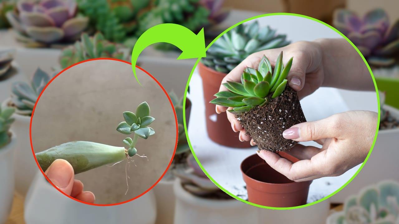prendre soin des plantes succulentes