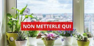 Non mettere le piante qui