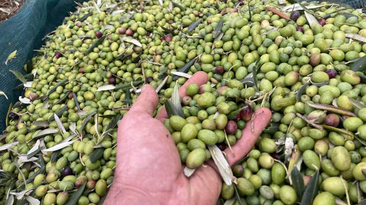 raccolta olive 