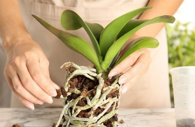 raíces de orquídeas