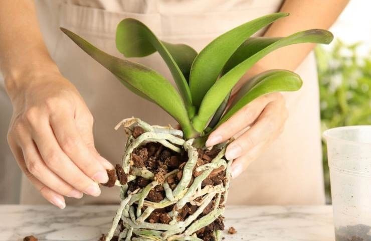 orchid roots