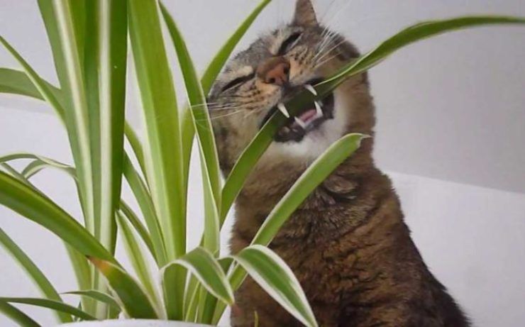 rimedi per tenere i gatti lontani dalle piante