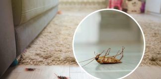 scarafaggi e blatte in casa