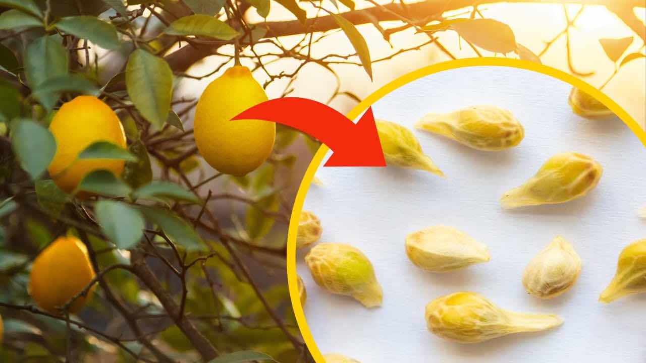 semillas de limon