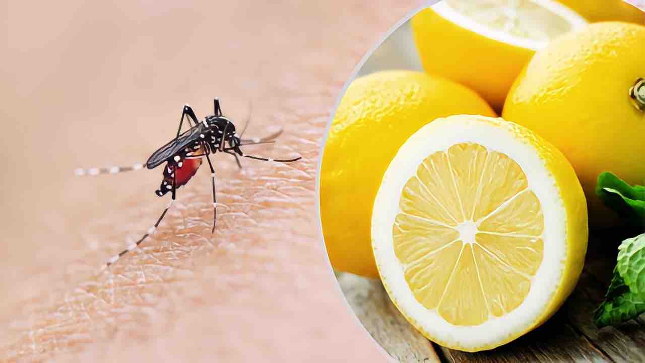 Limone sulla puntura di zanzara